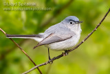 Blue-gray Gnatcatcher