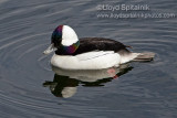 Bufflehead