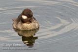Bufflehead 