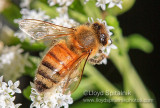 Honey Bee