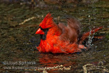 Northern Cardinal