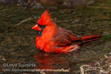 Northern Cardinal