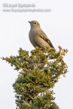 Townsends Solitaire
