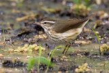 Louisiana Waterthrush