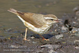 Louisiana Waterthrush