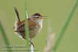 Marsh Wren