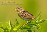 Grasshopper Sparrow