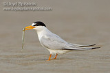 Least Tern