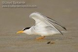 Least Tern