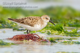 Semipalmated Sandpiper 