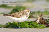 Semipalmated Sandpiper