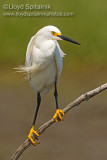 Snowy Egret