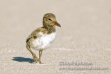 American Oystercatcher 