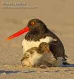American Oystercatcher 