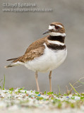 Killdeer