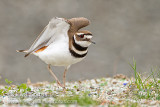Killdeer