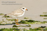 Piping Plover (breeding female)
