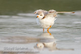Piping Plover