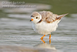Piping Plover