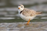 Piping Plover