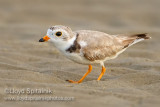 Piping Plover