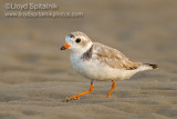 Piping Plover