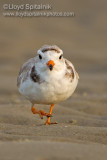 Piping Plover