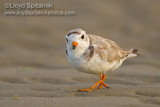 Piping Plover (breeding female)