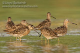 Short-billed Dowitcher