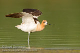 American Avocet