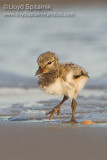 American Oystercatcher 