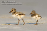 American Oystercatcher 