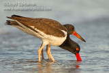 American Oystercatcher 