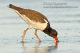 American Oystercatcher (juvenile)