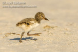 American Oystercatcher 