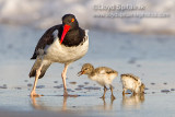 American Oystercatcher 