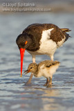 American Oystercatcher 