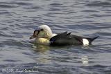 King Eider