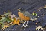 American Robin