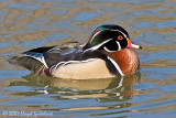 Wood Duck
