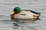 Mallard