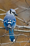 Blue Jay