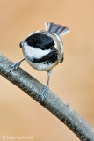 Black-capped Chickadee