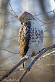 Red-tailed Hawk