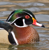 Wood Duck