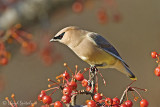 Cedar Waxwing
