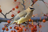 Cedar Waxwing