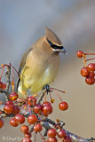 Cedar Waxwing