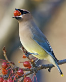 Cedar Waxwing