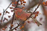 Pine Grosbeak